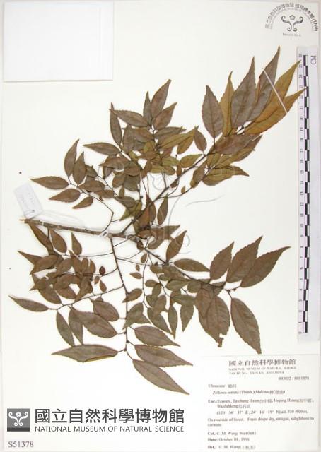 櫸、雞油藏品圖，第1張