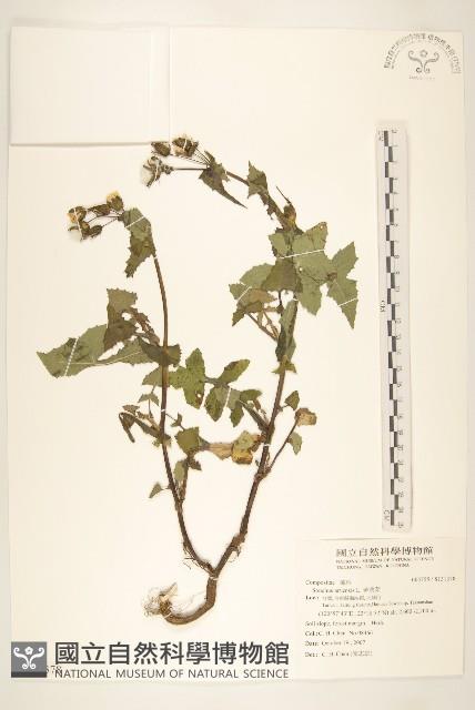 苦苣菜藏品圖，第1張