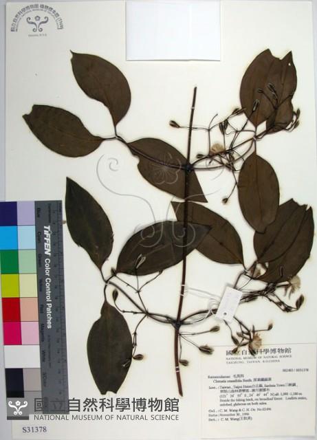 厚葉鐵線蓮藏品圖，第1張