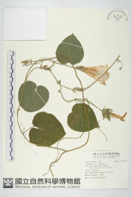 銳葉牽牛藏品圖，第1張