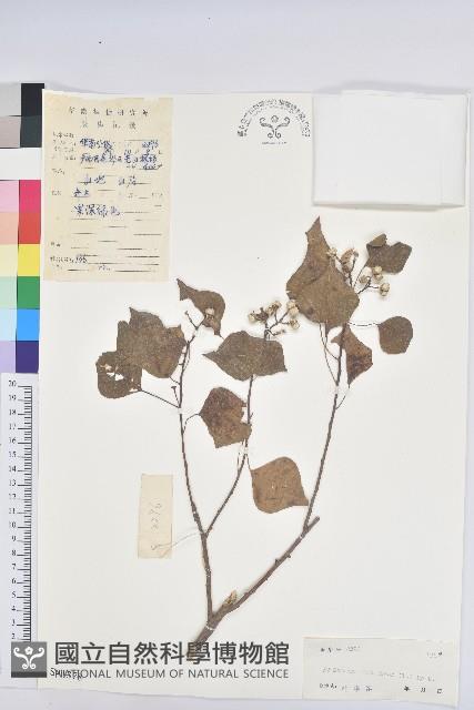 烏臼藏品圖，第1張