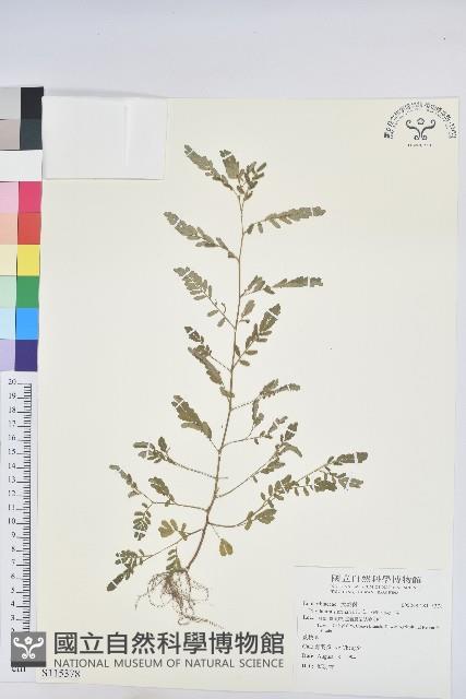 葉下珠、珠仔草藏品圖，第1張