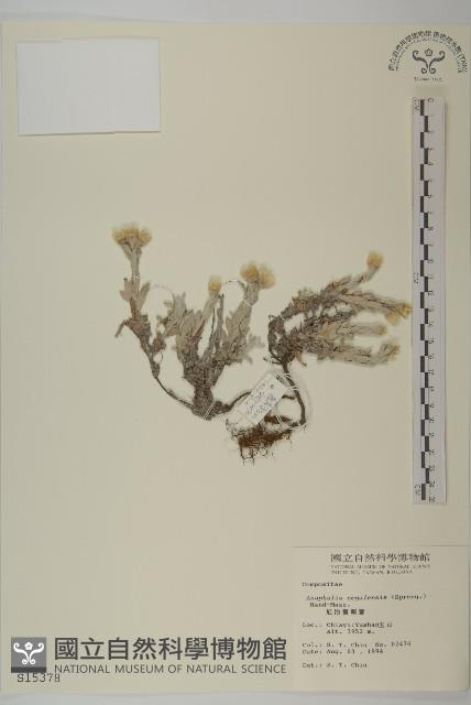 尼泊爾籟簫藏品圖，第1張