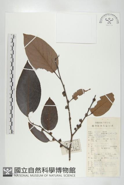 浙江柿藏品圖，第1張