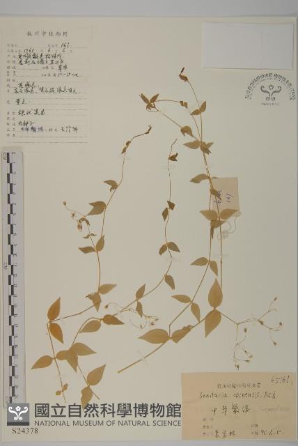 中國繁縷藏品圖，第1張