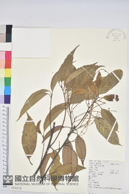 苦櫧栲藏品圖，第1張