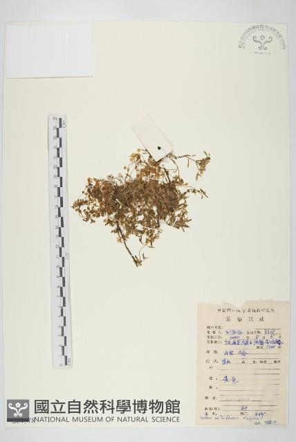 珠芽佛甲草藏品圖，第1張