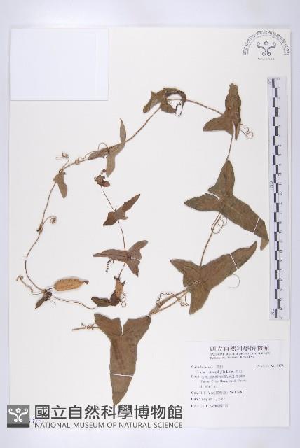 茅瓜藏品圖，第1張