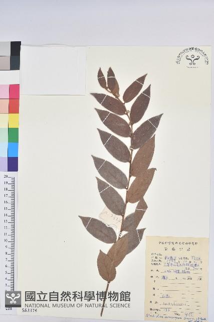 毛果算盤子藏品圖，第1張