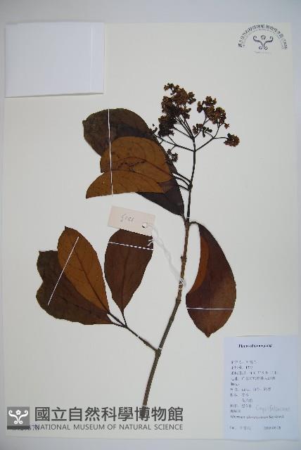 珊瑚樹藏品圖，第1張