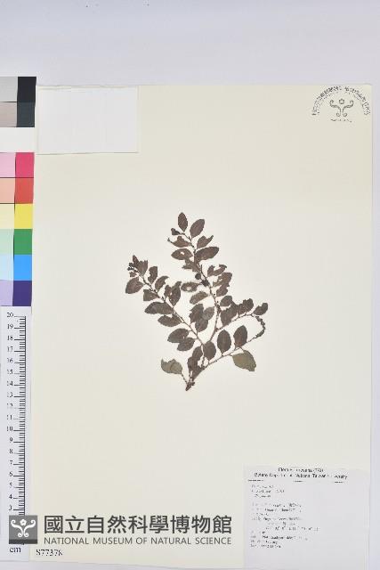 登錄號:S077378藏品圖，第1張