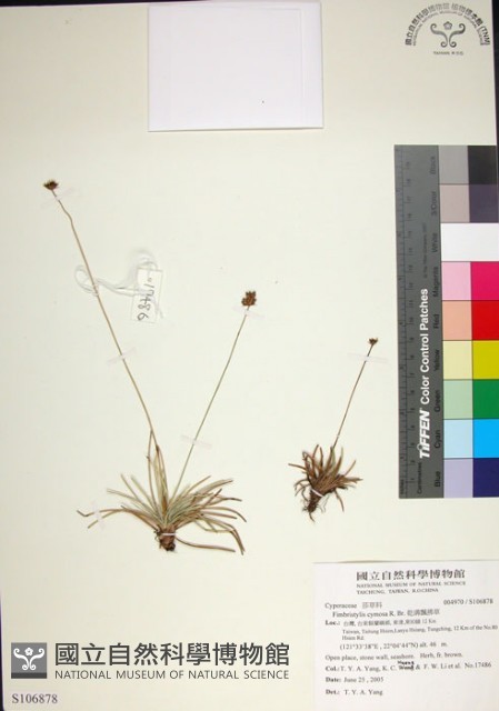 乾溝飄拂草藏品圖，第1張