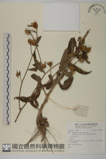 登錄號:S136878藏品圖，第1張