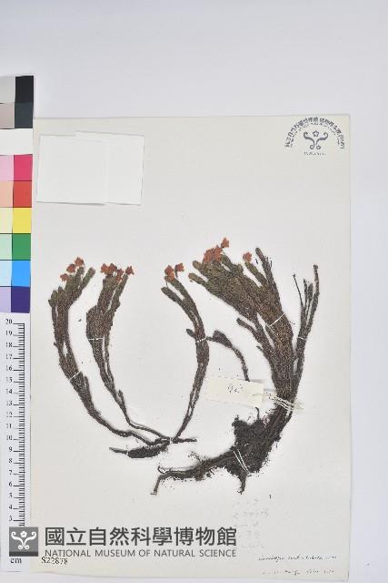 Accession Number:S022878 Collection Image