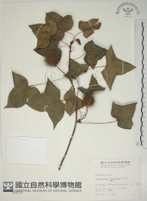 楓香、楓樹藏品圖，第1張