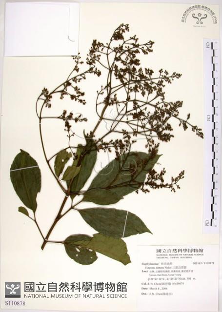 三葉山香圓藏品圖，第1張