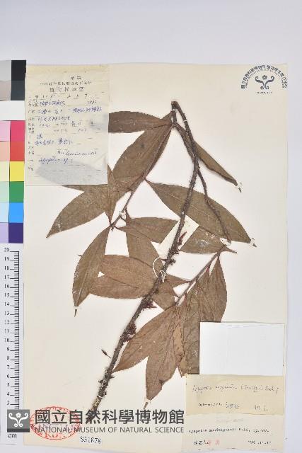 棱枝樹蘿蔔藏品圖，第1張