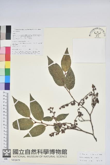 南燭藏品圖，第1張