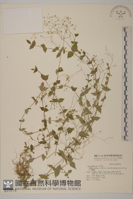 小花繁縷藏品圖，第1張