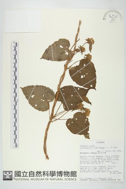 長梗毛娥房藤藏品圖，第1張