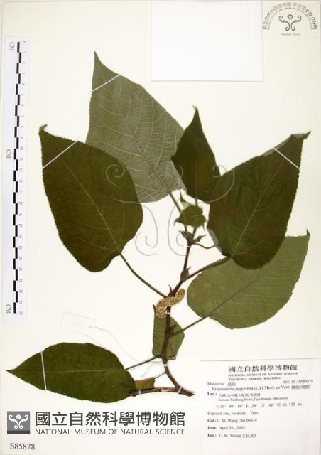 構樹藏品圖，第1張