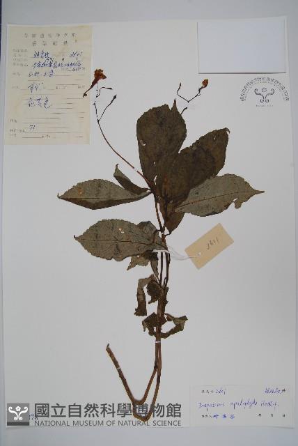 大葉鳳仙花藏品圖，第1張