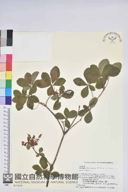 登錄號:S074878藏品圖，第1張