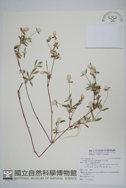 短穗假千日紅藏品圖，第1張