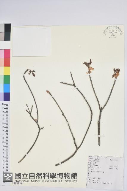 齒緣吊鐘花藏品圖，第1張