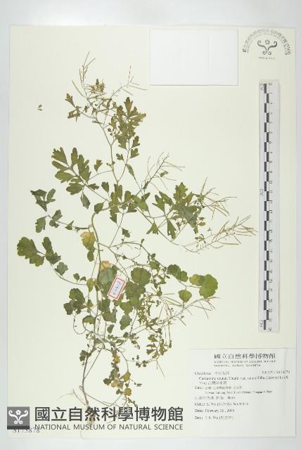 台灣碎米薺藏品圖，第1張