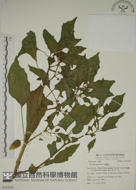 燈籠草藏品圖，第1張