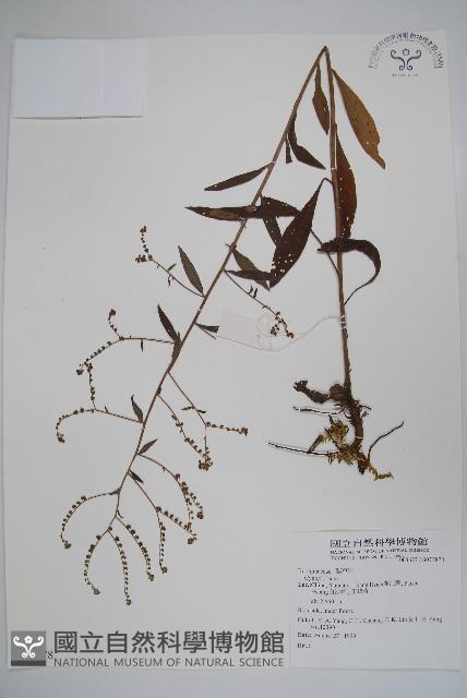 登錄號:S073878藏品圖，第1張