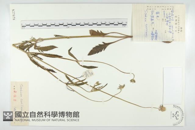 華北藍盆花藏品圖，第1張