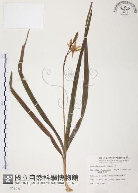 臺灣白及藏品圖，第1張