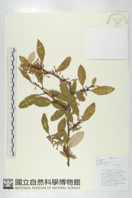 宜昌胡頹子藏品圖，第1張