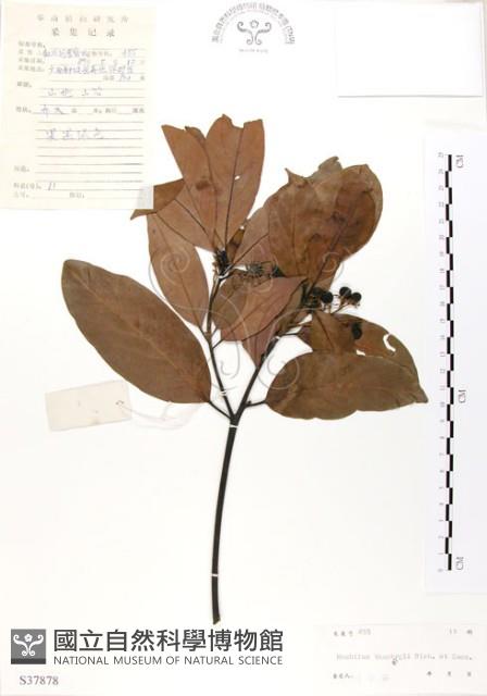 豬腳楠藏品圖，第1張