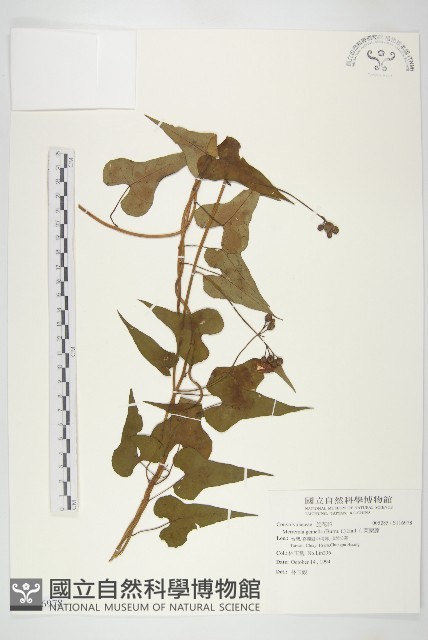 菜欒藤藏品圖，第1張