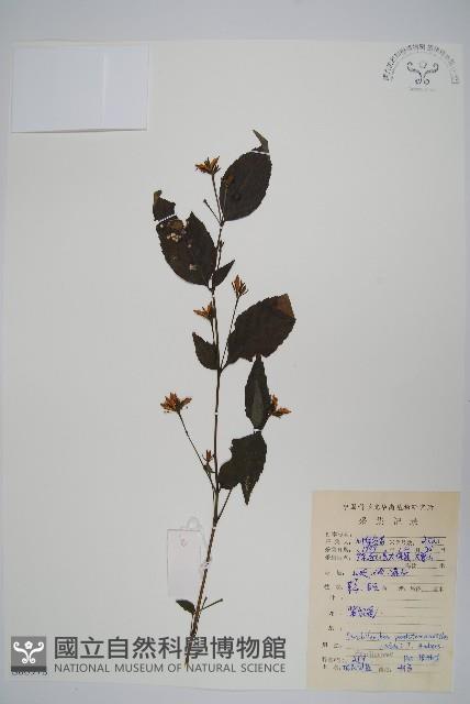 球花馬藍藏品圖，第1張