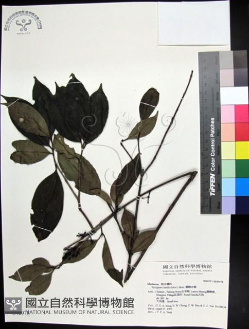 蘭嶼赤楠藏品圖，第1張