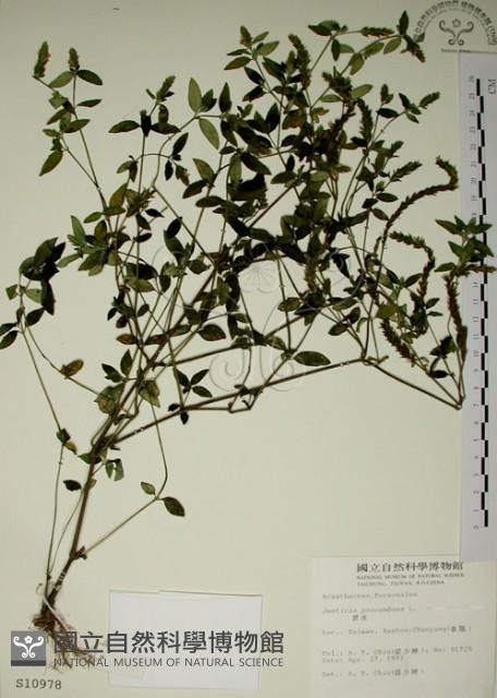 爵床藏品圖，第1張