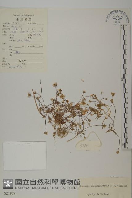 女婁無心菜藏品圖，第1張