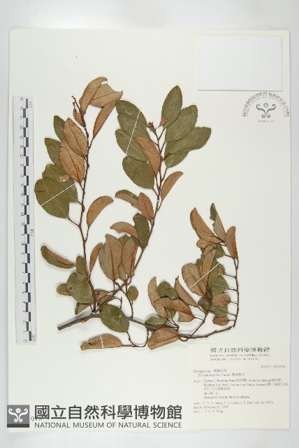 藤胡頹子藏品圖，第1張