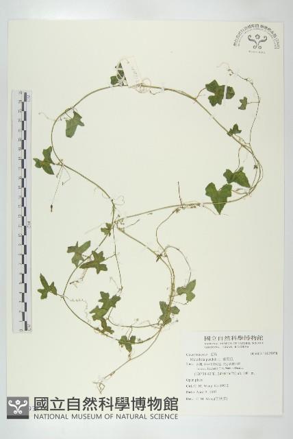 垂果瓜藏品圖，第1張