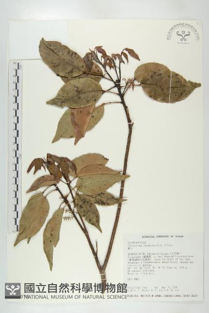 薯豆藏品圖，第1張