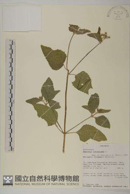 霍香薊藏品圖，第1張