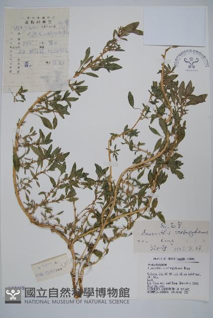 腋花莧藏品圖，第1張