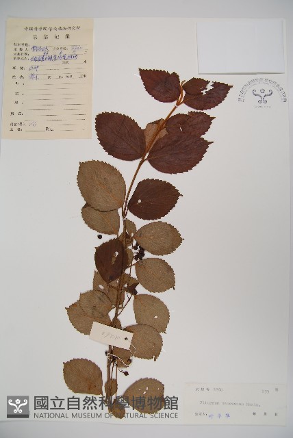 蝶花莢迷藏品圖，第1張