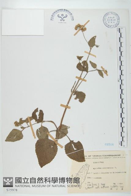 霍香薊藏品圖，第1張