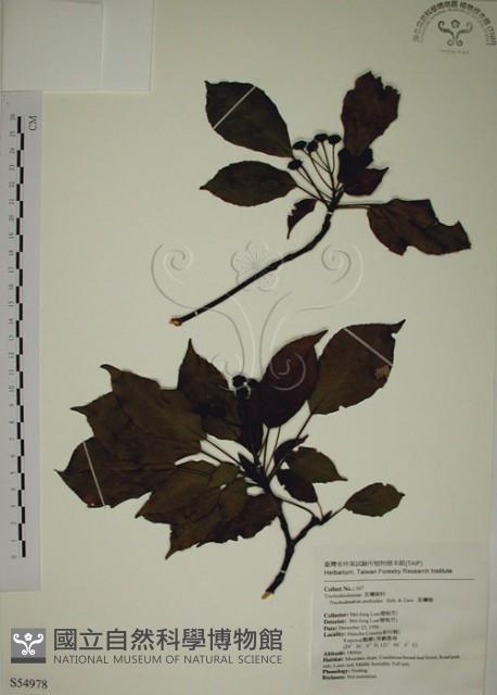 昆欄樹藏品圖，第1張