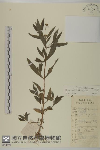 鱧腸藏品圖，第1張